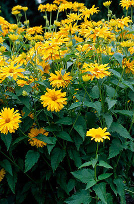 Planten & Tuinbenodigdheden