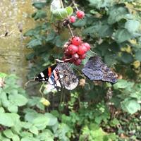 Beestjes in de tuin