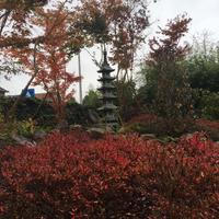 Japanse tuin - november 2017