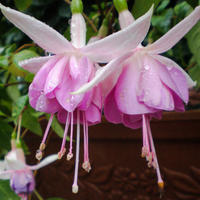 Fuchsia's