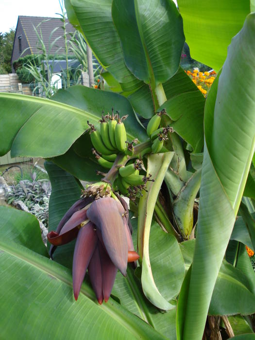 Tropische Planten & Kamerplanten