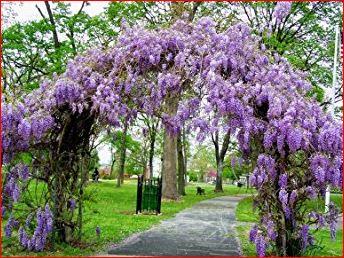 Bloemen & Planten