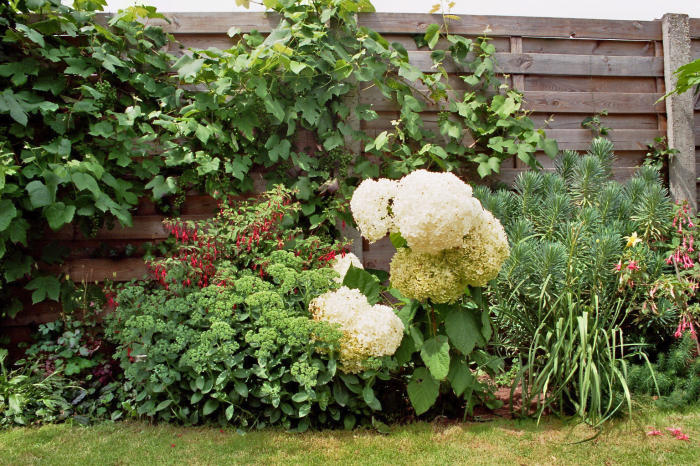 Bloemen & Planten