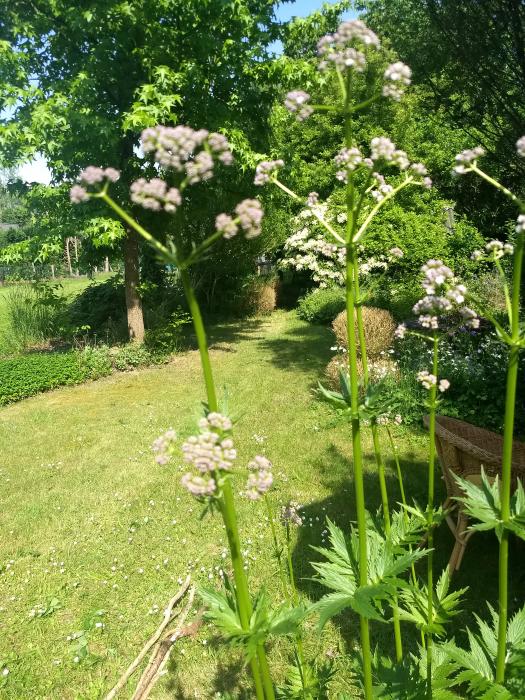 Bloemen & Planten