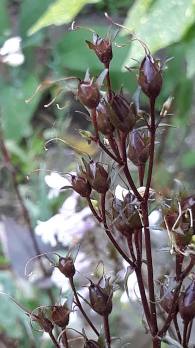 Bloemen & Planten