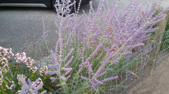 Bloemen & Planten