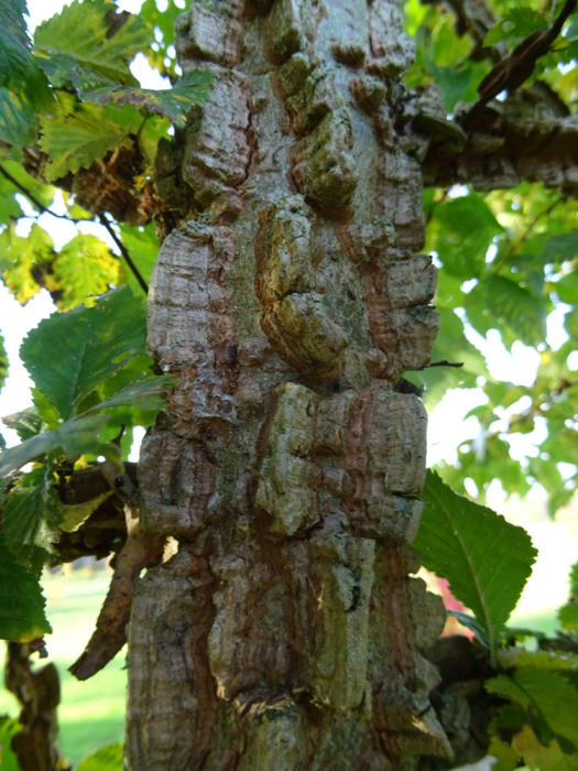 Struiken & Bomen