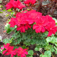 Pelargonium's