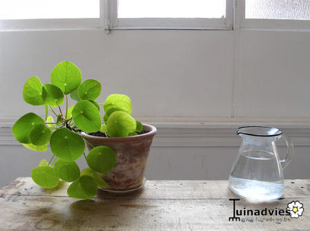 Planten & Tuinbenodigdheden