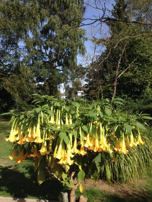 Bloemen & Planten