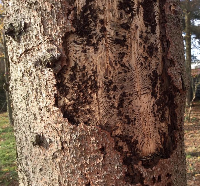 Struiken & Bomen