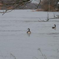 Natuurwandeling Baarlo