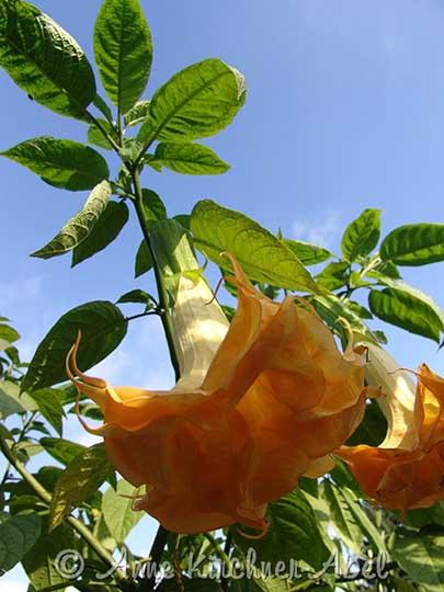 Tropische Planten & Kamerplanten