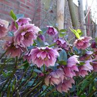 Helleborus