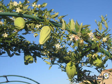 Tropische Planten & Kamerplanten