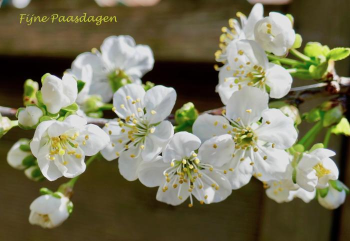 Bloemschikken, Creatief in de Tuin