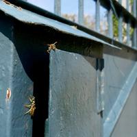 Gasten in de tuin