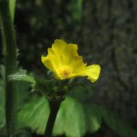 Planten en bloemen in onze tuin