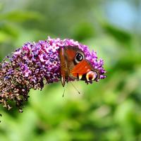 Fauna en flora