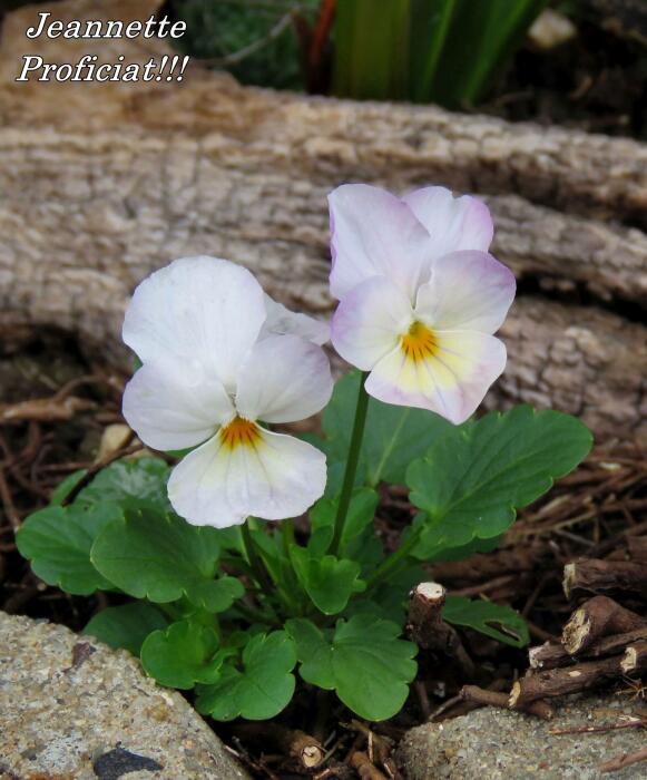 Bloemen & Planten