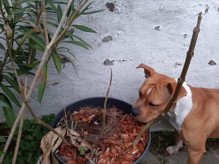 Planten & Tuinbenodigdheden