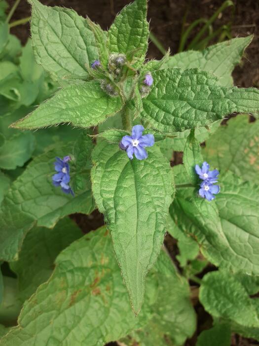 Bloemen & Planten