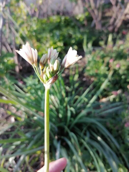 Bloemen & Planten