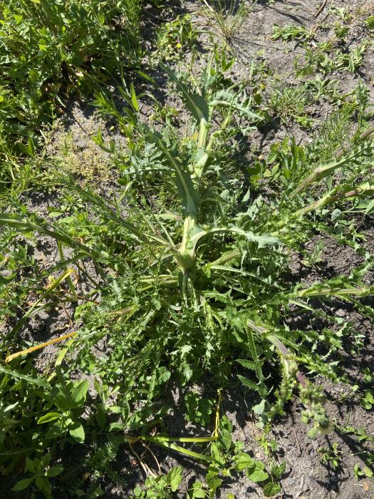 Allerlei Vragen ivm de Tuin