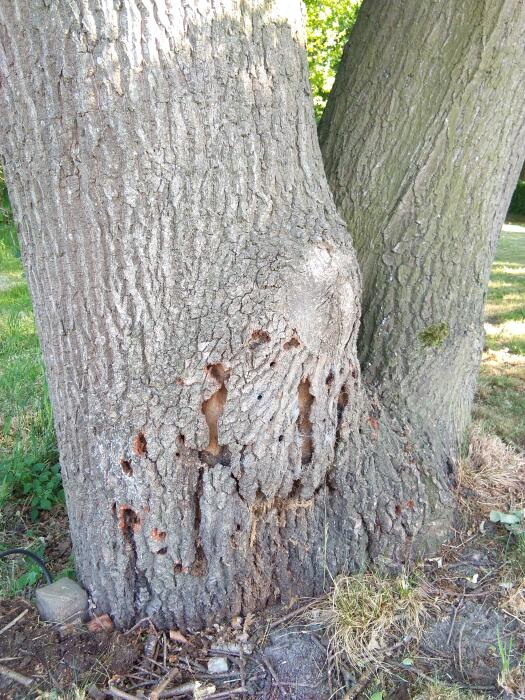 Struiken & Bomen