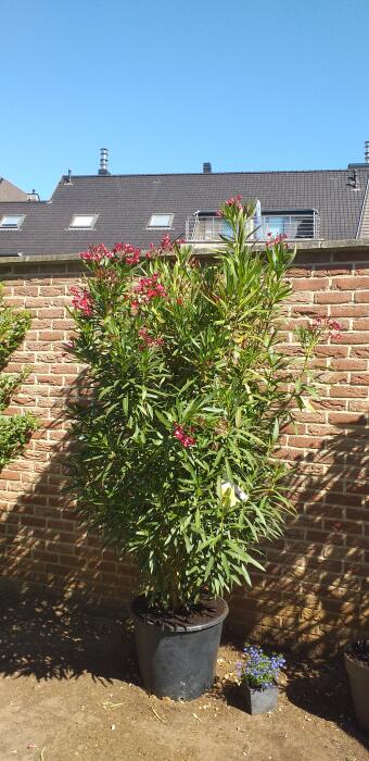 Bloemen & Planten