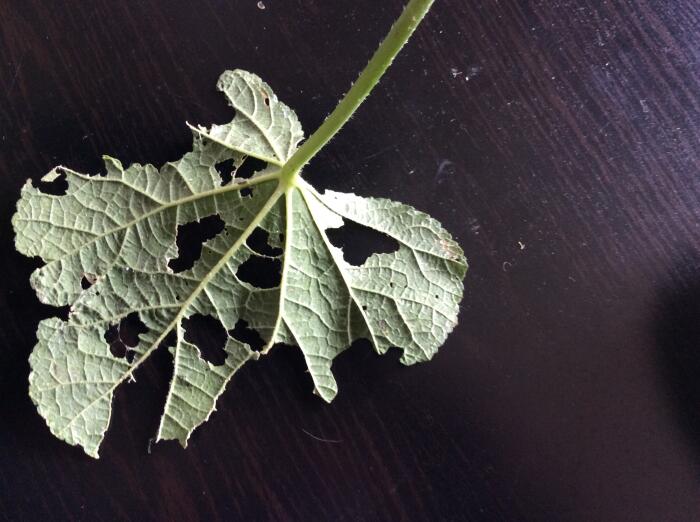 Allerlei Vragen ivm de Tuin