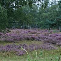 Groote Heide Venlo