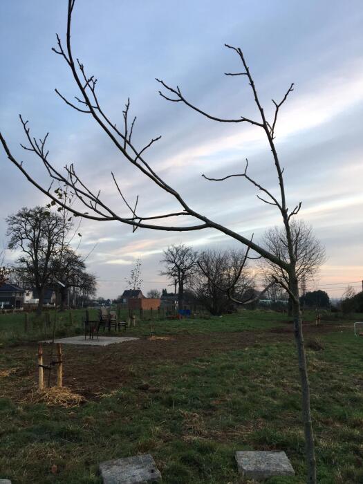 Struiken & Bomen