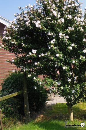 Struiken & Bomen