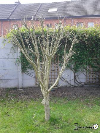 Struiken & Bomen