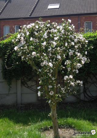 Struiken & Bomen