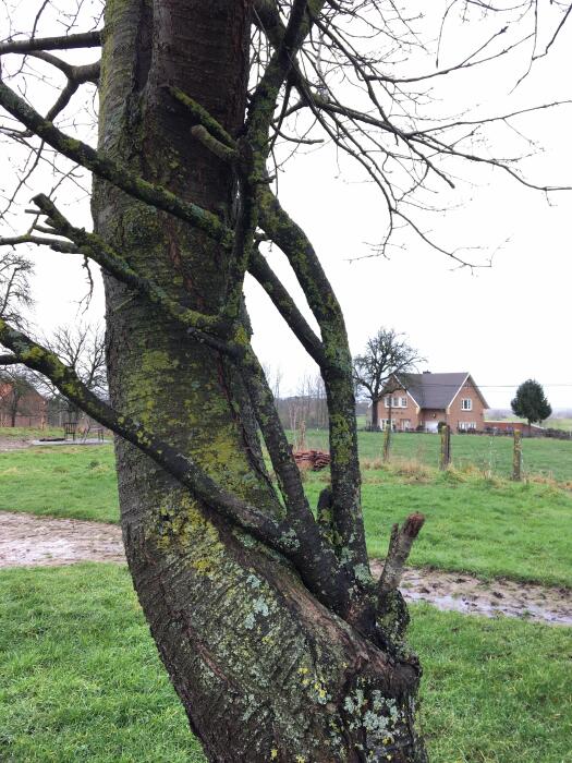 Struiken & Bomen