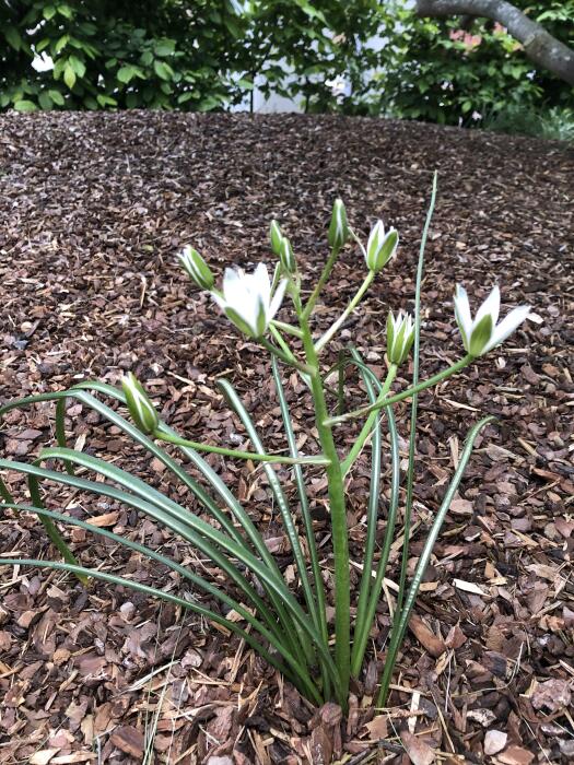 Bloemen & Planten