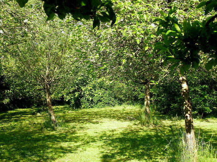 Struiken & Bomen