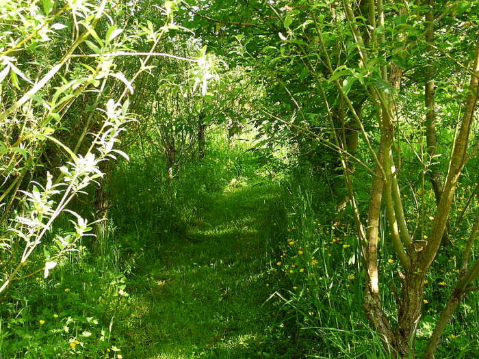 Struiken & Bomen