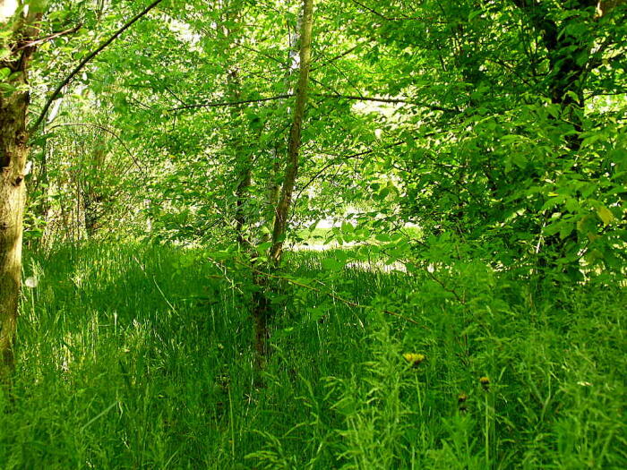 Struiken & Bomen