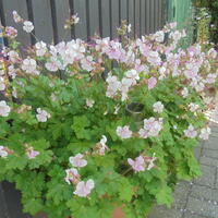 Geranium in de tuin