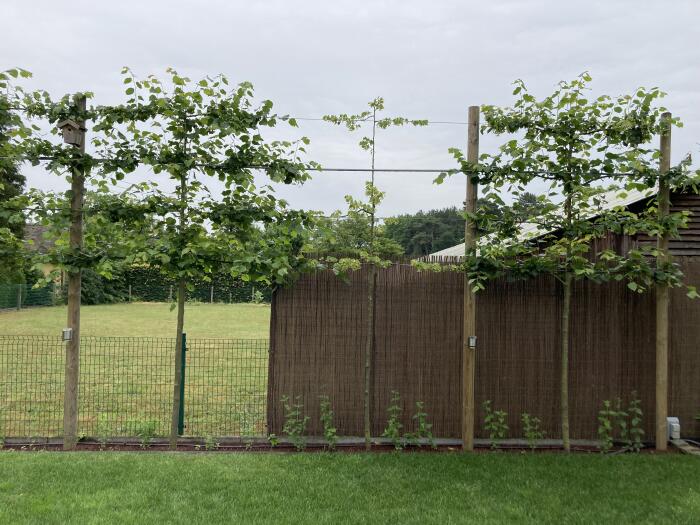 Struiken & Bomen