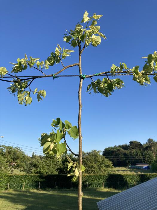 Struiken & Bomen