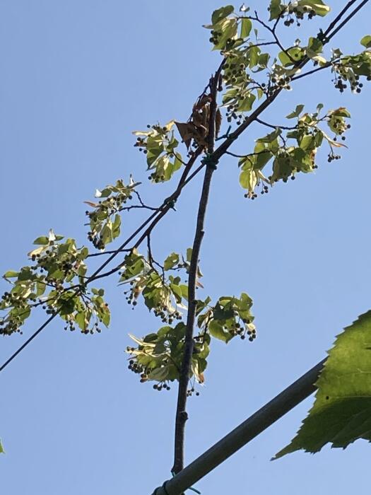 Struiken & Bomen