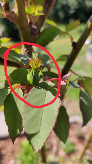 Allerlei Vragen ivm de Tuin