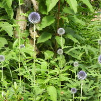 Bloemen en planten in tuin