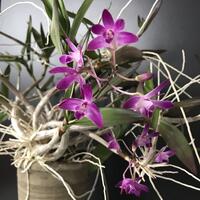 Orchids