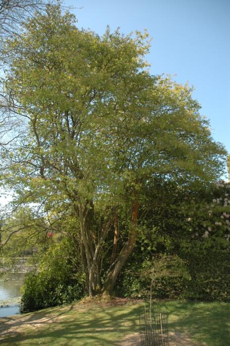 Struiken & Bomen