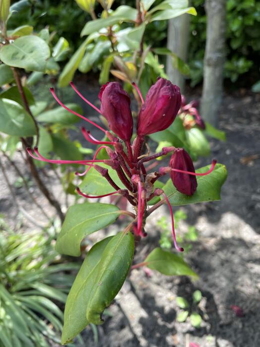 Bloemen & Planten